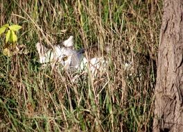 Cat hidden on the meadow
