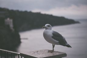 Retro photo of seagull near the sea