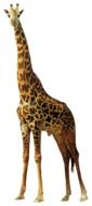 Giraffe Animals Nature