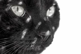 pretty face of a black cat