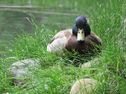 Colorful Duck Mallard among the grass near the water