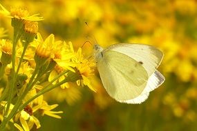 cute lovely White Butterfly