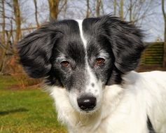 portrait of a noble black and white dog
