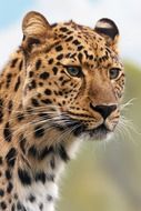 cheetah portrait