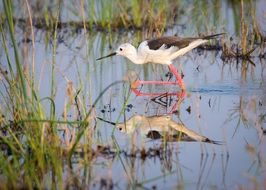Botswana Wildlife Bird