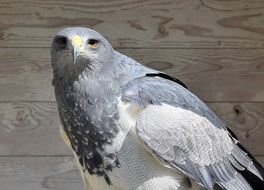 golden eagle Bird Of Prey Adler