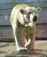 Wet white polar bear