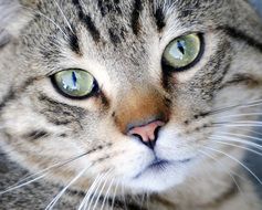 portrait of a striped cat with green eyes