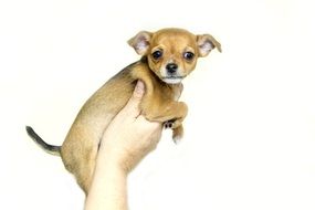 chihuahua puppy in the white background