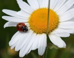 ladybug on white daisy close up