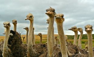 herd of cute ostriches on the field with beautiful nature