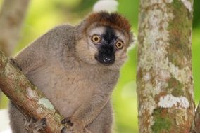 Close-up of the cute and colorful female of a red-fronted lemur