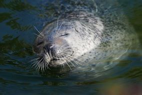 fur seal in the water in the sun