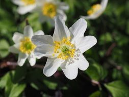 wood anemone blossoms