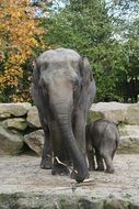 Elephant with baby Zoo