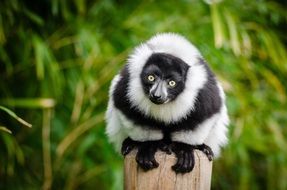 Cute and beautiful Black and white lemur in Madagascar