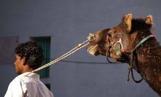 man leads a camel in India
