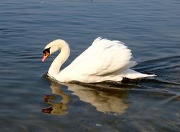 swimming white swan reflection in a pond
