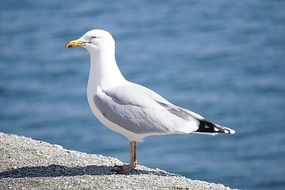 beautiful and amazing Gull Bird