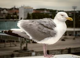 seagull in port close up