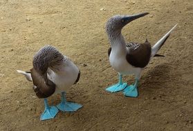 wonderful and beautiful Gannets Island Birds