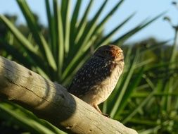 Owl in nature close-up on blurred background