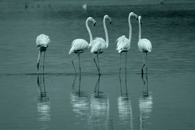 white Flamingo birds near Lake