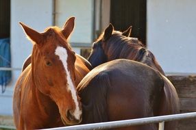 Horses Togetherness