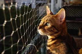 Bengal cat on the background of the lattice