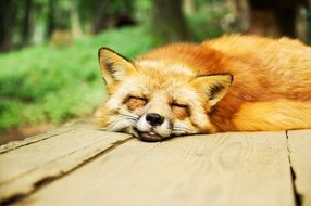 red fox sleeping on wooden planks in the forest