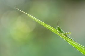 green grasshopper merges with green grass