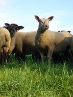 deliciously beautiful Sheep Animal