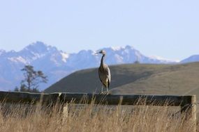 egret on the bridge