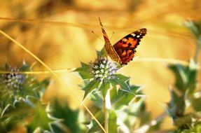 Butterfly Thistle