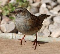 brown sparrow in the garden