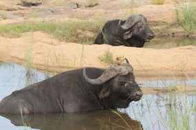 Buffalo in Pond