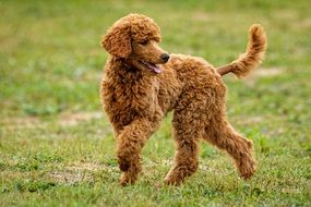 brown dog plays on green grass
