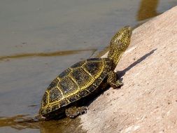 small Turtle Nature