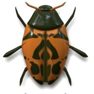 isolated drawing of a ladybug