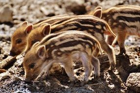wild piglets in mud