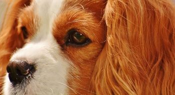 portrait of a sweet cavalier King charles spaniel