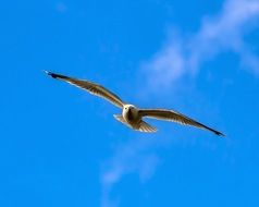 perfect beautiful Seagull Bird