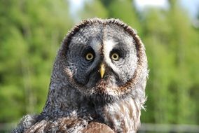 charmingly cute Owl Surprised