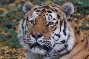 wonderful and beautiful Tiger
