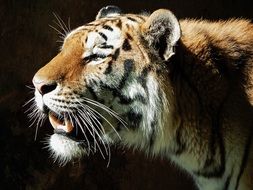 tiger head in the sun
