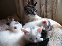 domestic cat and kittens