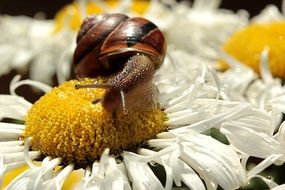 brown snail on a white camomile