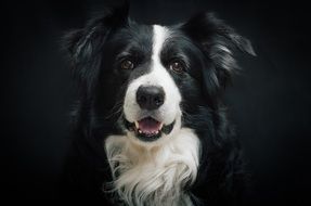 Border Collie portrait