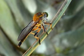 insect with sting on a stalk close up