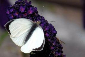 white butterflyon purple flower